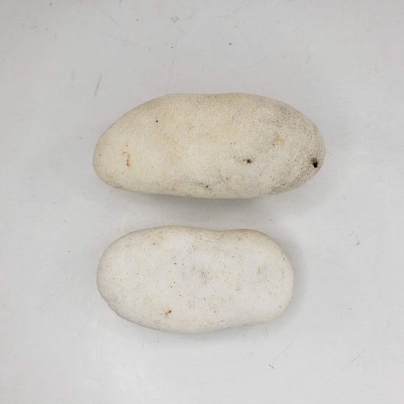 Round Oblong Fossil Shell Puffy Vintage Natural Set of 2 - Picture 1 of 4